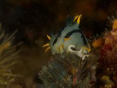 Polycera capensis