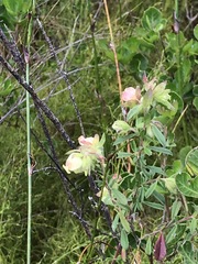 Hermannia hyssopifolia