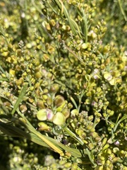 Comesperma integerrimum