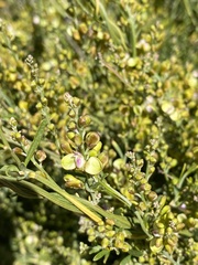 Comesperma integerrimum