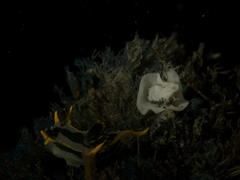 Polycera capensis