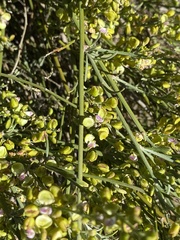 Comesperma integerrimum