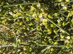 Comesperma integerrimum