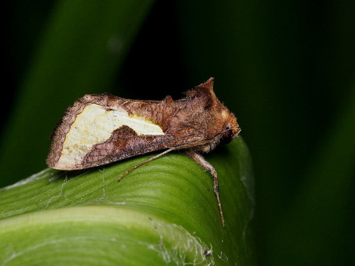 Slender Burnished Brass