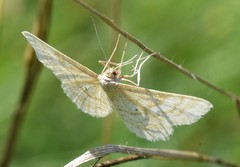 Idaea macilentaria