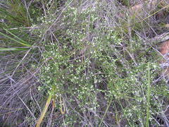 Lachnaea filicaulis