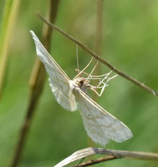 Idaea macilentaria