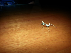 Hierodula membranacea