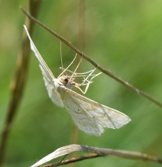Idaea macilentaria