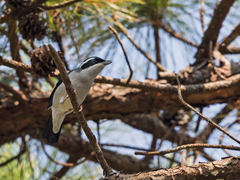 Pteruthius aeralatus