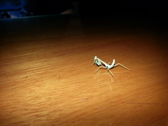 Hierodula membranacea