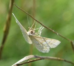 Idaea macilentaria