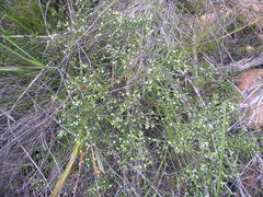 Lachnaea filicaulis