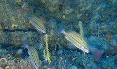 Pomadasys striatus
