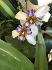 Trimezia coerulea