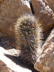 Copiapoa taltalensis