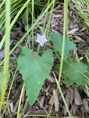 Convolvulus farinosus