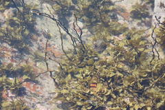 Sargassum incisifolium