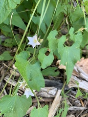 Convolvulus farinosus