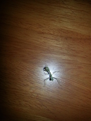 Hierodula membranacea