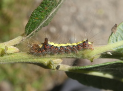 Acronicta psi