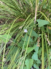 Convolvulus farinosus