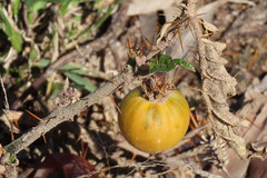 Solanum cinereum
