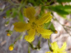Villarsia capensis