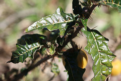 Solanum cinereum