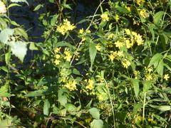 Lysimachia vulgaris