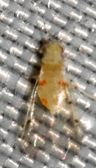 Monellia microsetosa