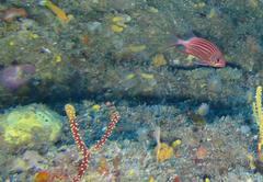 Sargocentron diadema
