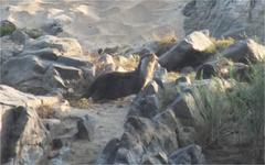 Aonyx capensis capensis