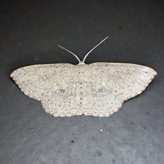 Cyclophora myrtaria