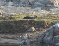 Aonyx capensis capensis