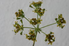 Lichtensteinia latifolia