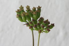 Lichtensteinia latifolia
