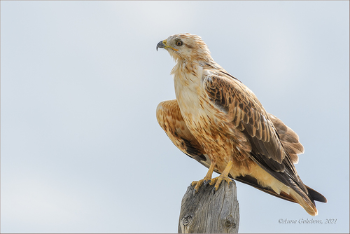 Long-legged Buzzard
