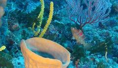 Oxycheilinus bimaculatus