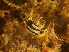 Polycera capensis