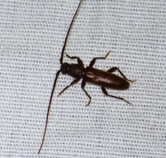 Geropa concolor