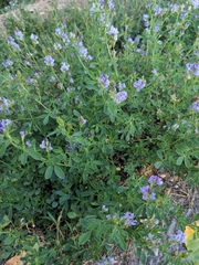 Medicago sativa