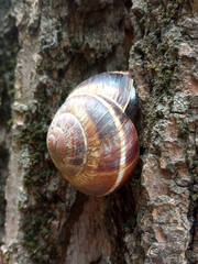 Helix lucorum