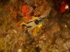 Polycera capensis