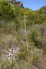 Lichtensteinia latifolia