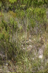 Lichtensteinia latifolia