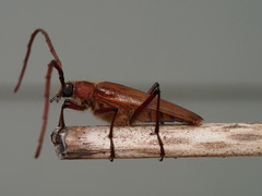 Ochrocydus huttoni