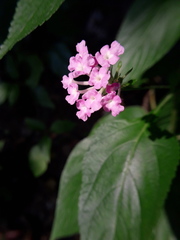 Lantana camara