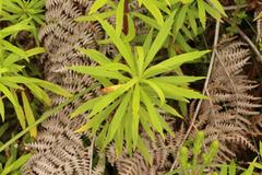 Osmitopsis osmitoides