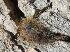Copiapoa taltalensis